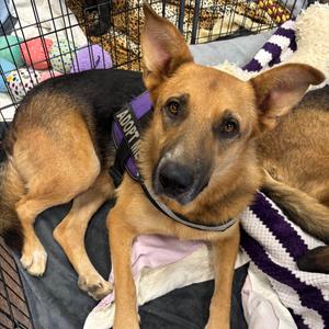 Aldean, Shepherd, German, adult, available for adoption