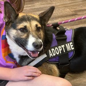 Aldean, Shepherd, German, adult, available for adoption