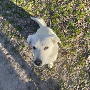 Bob, Retriever, Labrador, adult, available for adoption