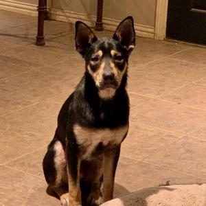 Benny, Shepherd, adult, available for adoption