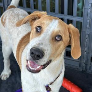 Baylor, Pyrenees, Great, young, available for adoption