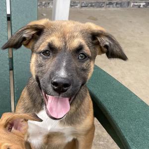 Archie, Boxer, adult, available for adoption