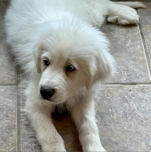 Aries, Pyrenees, Great, adult, available for adoption