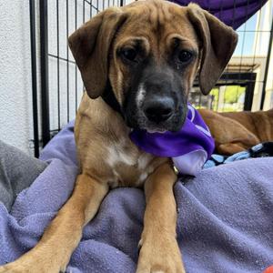 Cara, Boxer, adult, available for adoption
