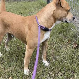 Boyd, Cattle Dog, Australian (Blue Heeler), adult, available for adoption