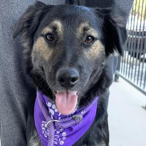 Bruno, Retriever, Labrador, adult, available for adoption