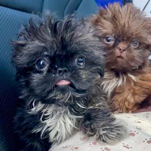 Buttons, Shih Tzu, puppy, available for adoption