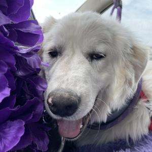 Brenner, Pyrenees, Great, adult, available for adoption