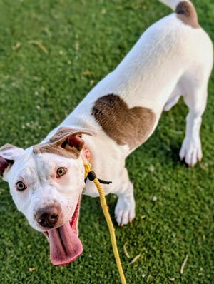 26-162, Pit Bull Terrier, young, available for adoption