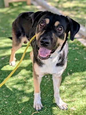 26-178, German Shepherd Dog, adult, available for adoption