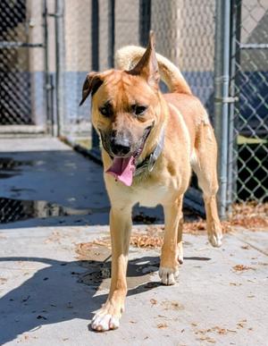 26-69, Anatolian Shepherd, adult, available for adoption