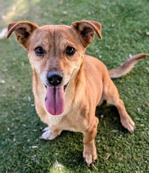 KC26-47, Dachshund, young, available for adoption