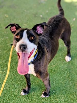 26-99, Pit Bull Terrier, young, available for adoption