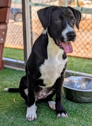 KC26-88, Labrador Retriever, adult, available for adoption