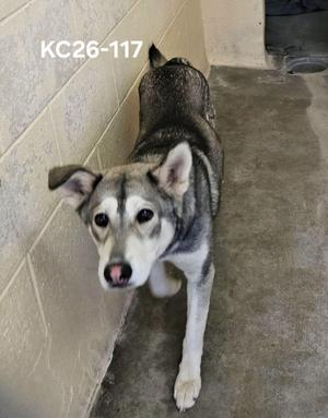 A gray and white dog standing in a concrete enclosure, looking directly at the camera.