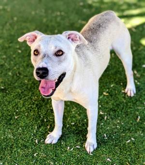 26-143, Pit Bull Terrier, adult, available for adoption