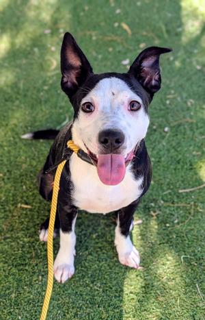 26-124, Pit Bull Terrier, adult, available for adoption