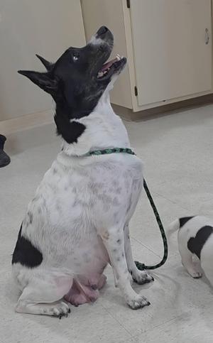 A black and white dog sitting on the floor, looking up with its mouth open, wearing a green collar and leash.