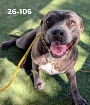 26-106, Pit Bull Terrier, adult, available for adoption