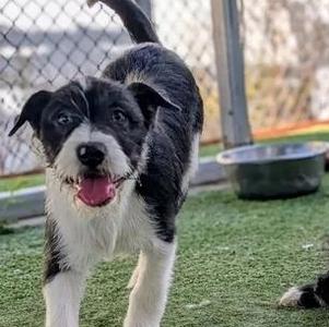 26-21C, Terrier, young, available for adoption