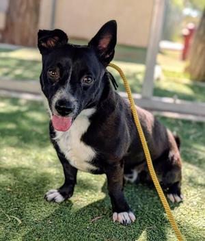 26-52, Pit Bull Terrier, adult, available for adoption