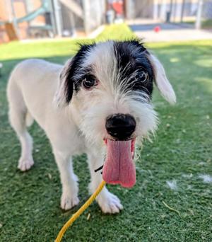 26-21G, Terrier, young, available for adoption