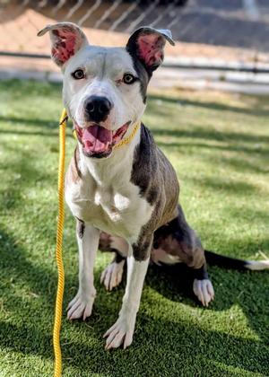 26-84, Pit Bull Terrier, adult, available for adoption