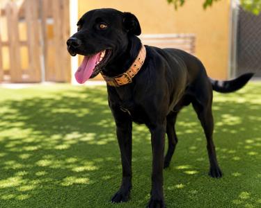 KC26-124, Black Labrador Retriever, adult, available for adoption