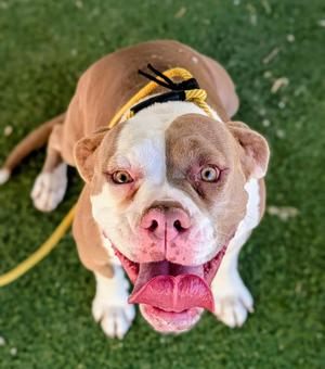 KC26-116, Bulldog, adult, available for adoption