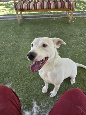 A white dog with its tongue out is sitting on green turf in front of a bench.