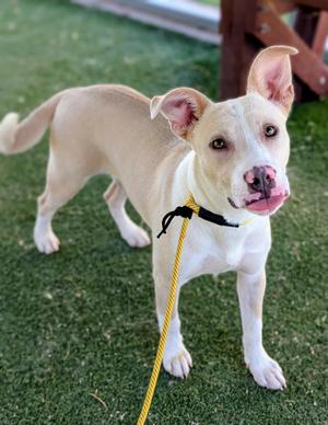 KC26-102, Cattle Dog, young, available for adoption