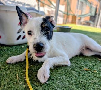 26-21H, Terrier, young, available for adoption