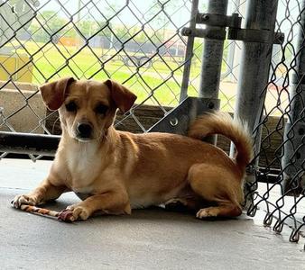 PIKO, Chihuahua, adult, available for adoption
