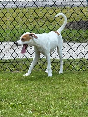 ASH, English Foxhound, young, available for adoption