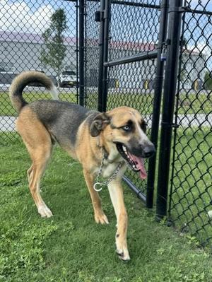 CHILI, German Shepherd Dog / Husky, adult, available for adoption
