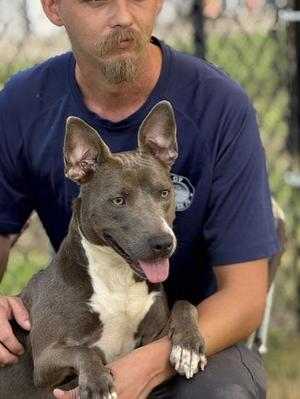 VIOLET, Pit Bull Terrier, adult, available for adoption