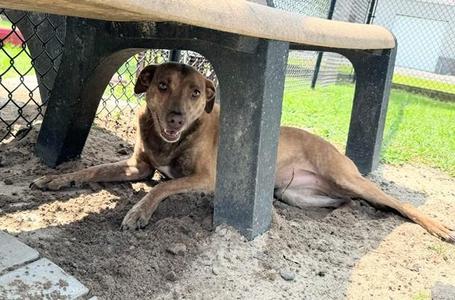 TABU, Chocolate Labrador Retriever, adult, available for adoption