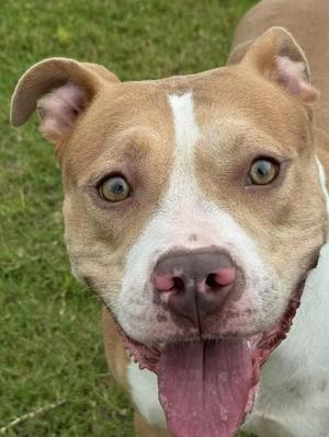 GRACIE, Pit Bull Terrier, adult, available for adoption