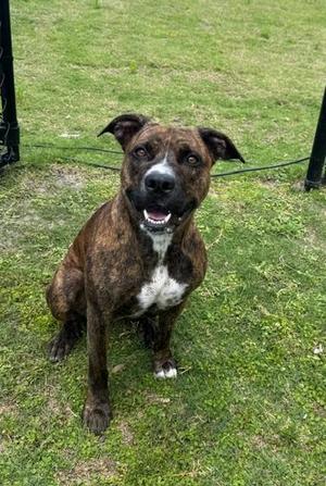 XENA, Pit Bull Terrier / Catahoula Leopard Dog, adult, available for adoption