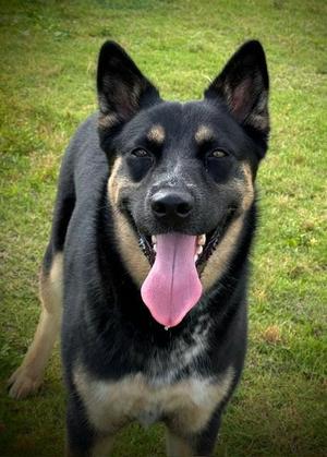 PIPER, German Shepherd Dog / Australian Cattle Dog / Blue Heeler, young, available for adoption