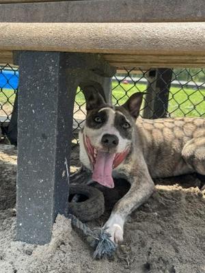 BAYOU, Pit Bull Terrier, adult, available for adoption