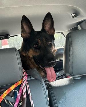 ATHENA, German Shepherd Dog, adult, available for adoption