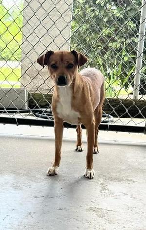CLIFFORD, Chihuahua, young, available for adoption