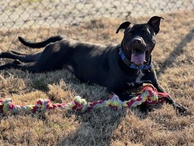 MEADOWS, Pit Bull Terrier / Black Labrador Retriever, adult, available for adoption