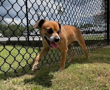 SKUNK, Chihuahua, adult, available for adoption