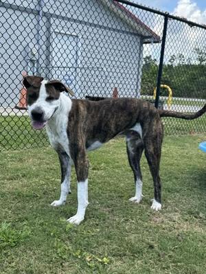 A brindle and white dog stands on grass in front of a building and a fence.