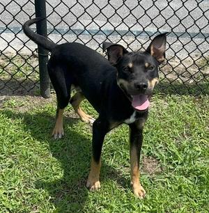 NUGGET, American Bully / Rottweiler, young, available for adoption
