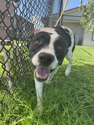 OREO, Pit Bull Terrier / Black Labrador Retriever, adult, available for adoption