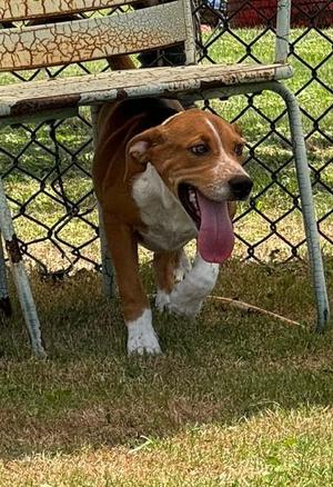RIDGE, English Foxhound, young, available for adoption