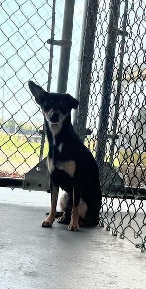 A small, black and tan dog with large ears sits facing forward next to a chain-link fence.